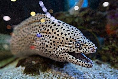 《上古卷轴5》8K高清纹理包 让游戏风景更真实迷人